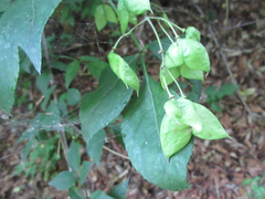 Staphylea bumalda