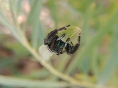 Phidippus clarus