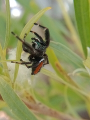 Phidippus clarus