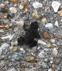 Anaxyrus americanus