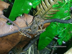 Leptophryne borbonica