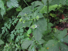 Sanicula chinensis