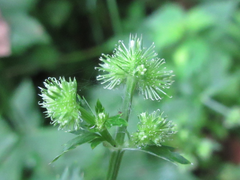 Sanicula chinensis