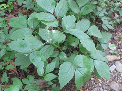 Clematis heracleifolia