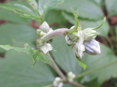 Clematis heracleifolia