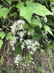 Clematis catesbyana