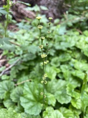 Pectiantia pentandra