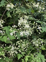 Clematis catesbyana