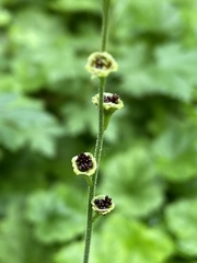 Pectiantia pentandra