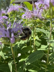 Bombus rufocinctus
