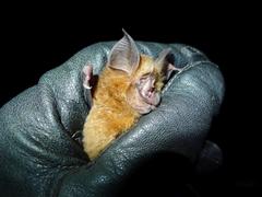 Rhinolophus guineensis