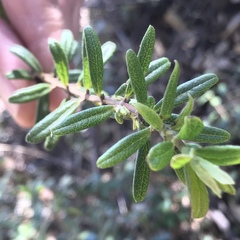 Lonicera subspicata subspicata