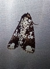 Condica mimica