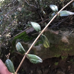 Lonicera subspicata subspicata