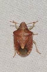 Peribalus strictus strictus