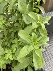 Stevia rebaudiana
