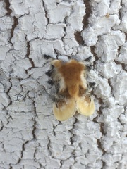 Megalopyge xanthopasa