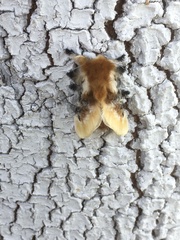 Megalopyge xanthopasa