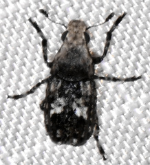 Euparius paganus