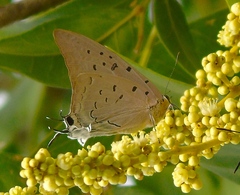 Pseudolycaena damo