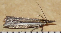 Raphiptera argillaceellus