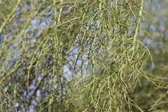 Parkinsonia