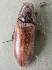 Hemicrepidius pallidipennis