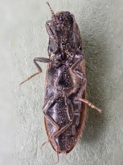 Hemicrepidius pallidipennis