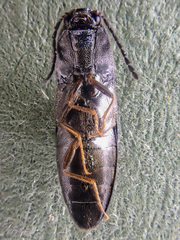 Megapenthes caprella