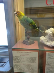 Conuropsis carolinensis