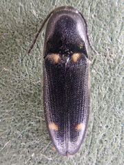 Megapenthes caprella