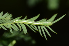 Cutina distincta