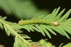 Iridopsis pergracilis