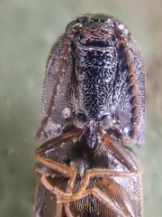 Megapenthes caprella