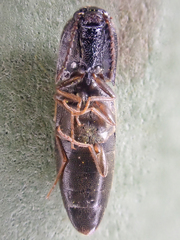 Megapenthes caprella