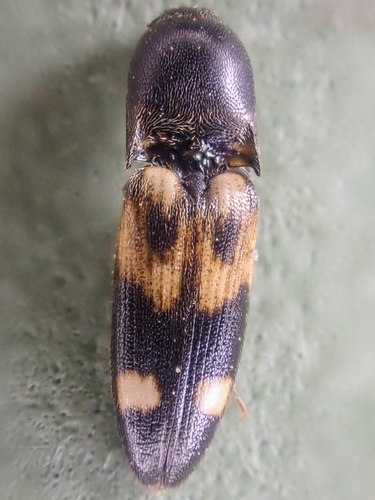 Capricious Click Beetle