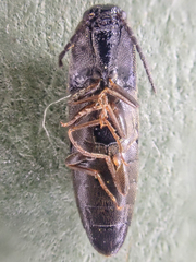 Megapenthes caprella