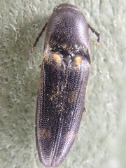 Megapenthes caprella