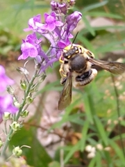 Anthidium manicatum