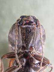 Hemicrepidius pallidipennis