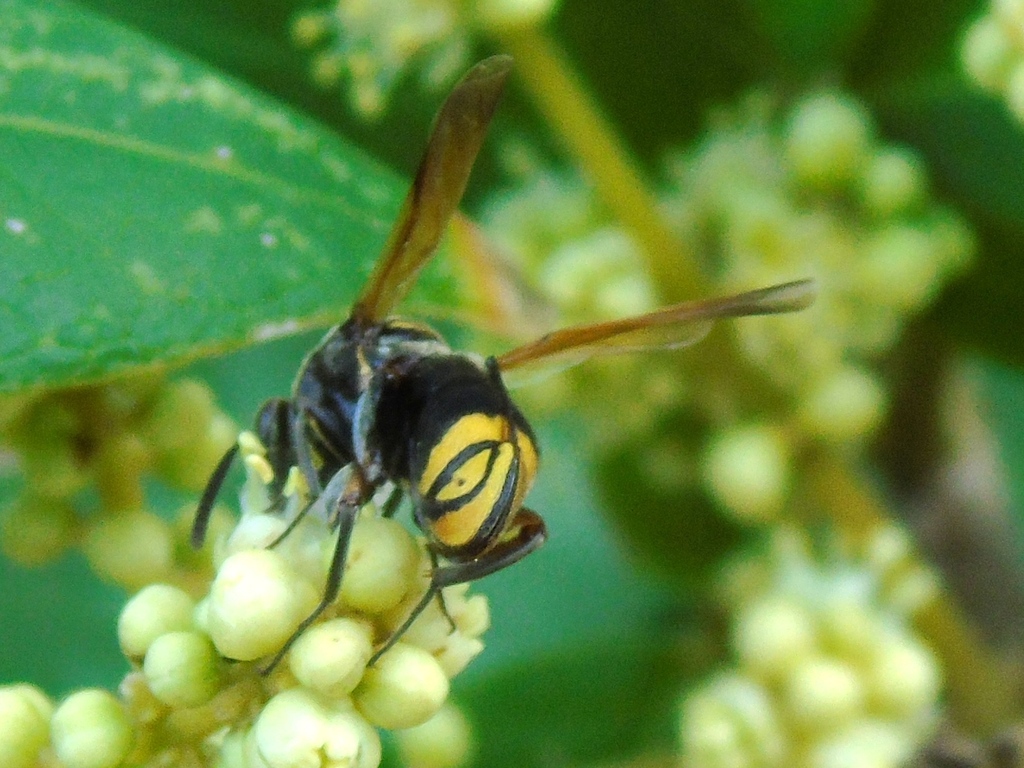 Leucospis azteca