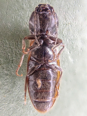 Hemicrepidius pallidipennis
