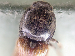 Hemicrepidius pallidipennis