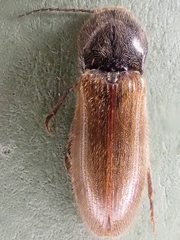 Hemicrepidius pallidipennis