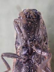 Hemicrepidius pallidipennis