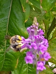 Anthidium manicatum
