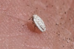 Arctorthezia pseudoccidentalis