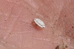 Arctorthezia pseudoccidentalis