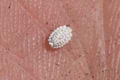 Arctorthezia pseudoccidentalis