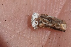 Arctorthezia pseudoccidentalis